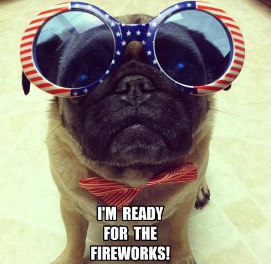 4th Of July Meme Funny Dog